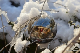 Neige en dordogne,jardin 193.JPG