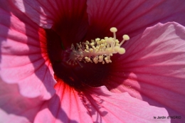Ines,bouquet,hibiscus rose,cygnes,jardin 136.JPG