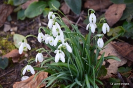 Givre,dentelles,helebores,crocus 104.JPG