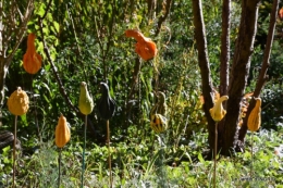 marché Issigeac,decos citrouilles,jardin automne,compo dahlias 119.JPG