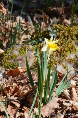 jonquilles