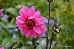 roses,bouquet rose,dahlias,jardin 015.JPG