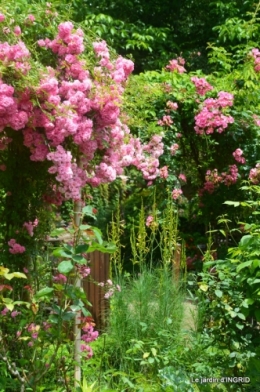 mon jardin,dégats buis, 072.JPG