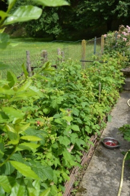 jardin,potager,roses,sauges 071.JPG