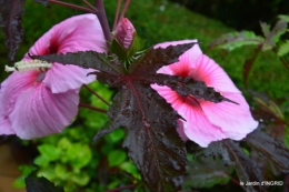 Ines,bouquet,hibiscus rose,cygnes,jardin 048.JPG