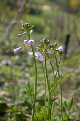 chevreuil,jardin,Paques avec les enfants 044.JPG