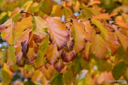 les arbres en automne,cabane 039.JPG