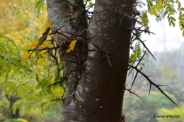 brouillard le matin d'automne 089.JPG