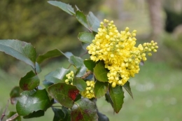 chevreuil,jardin,Paques avec les enfants 034.JPG