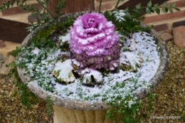 oiseaux première neige 023.JPG