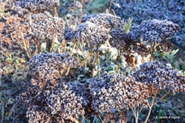 givre,maison,oiseaux 022.JPG