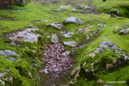 bulbes,perce neige,narcisse,pluie,hélébore,chapelle 134.jpg