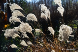 le givre le 31 déc 044.JPG