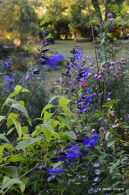 mon coin,Monique,les oies,mon jardin 048.JPG