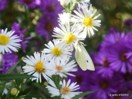 papillons,couleurs d'automne,Bernadette,pluie 017.JPG