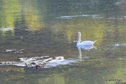 sentier des cygnes,automne novembre 027.jpg