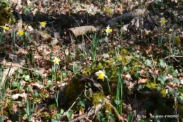 bouquet,pt jonquilles,bord Dordogne 068.JPG