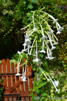 jardin,petit jardin,nénuphard,papillons 020.JPG