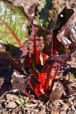 Rouge,narcisse,jardin 030.JPG