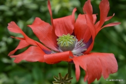 tour du jardin en juin 051.JPG