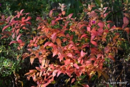 les arbres en automne,cabane 126.JPG