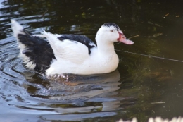 le canard blanc,crocus,petasite,magnolia 011.JPG