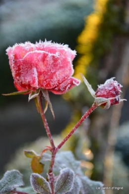 givre,maison,oiseaux 033.JPG