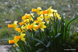 jonquilles,Montignac,massifs,coucher de soleil 200.JPG