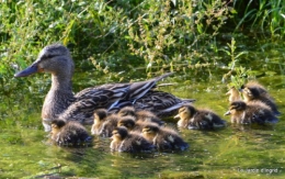 puces Lalinde,bébés canards,au moulin souci 175.JPG