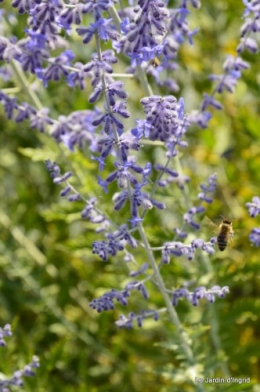 fleurs bleues,hortensia bleu,moi bébé 075.JPG