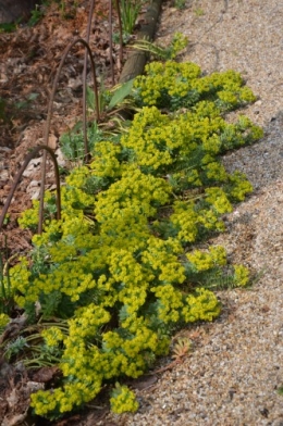 les euphorbes,jacinthes,jonquilles,forsythia,cognassier du japon,coronille,cardamine,magnolia,coucou,mahonia,érable