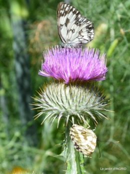 velos,pluie,belles vivaces,taille rosiers 090.JPG