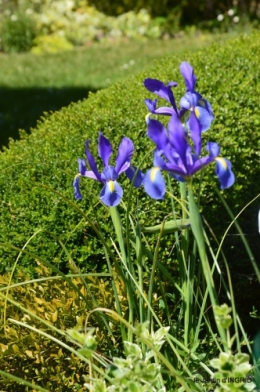 rosier de banks,jardin,cygnes,osier 054.JPG