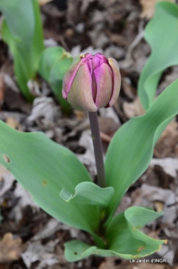 printemps,osier,tipi 015.JPG