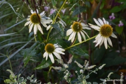 Fleurettes,Dordogne,jardin 131.JPG