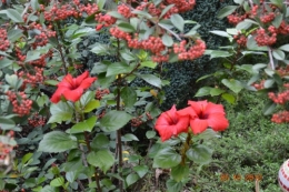 vigne vierge,sunpatiens,sauge ananas,hibiscus,bégonia dragon