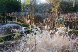 sapin 2021,decembre au jardin 087.JPG