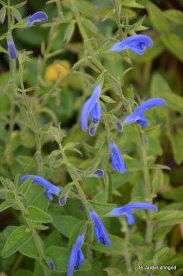 après la pluie,Tuillères,Mne Peirichou fleurs 082.JPG