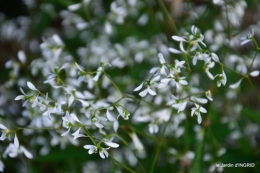 Fleurettes,Dordogne,jardin 112.JPG