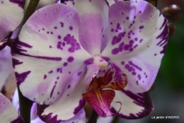 Orchidées,Noel jardiland,lever du soleil 042.JPG