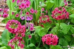 Fouleix,marguerites,hostas 087.JPG