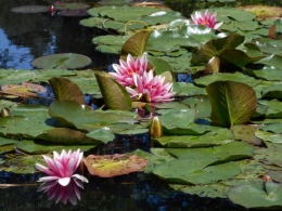 Normandie,jardin Monet,baie de Somme,chez Marylaur 204.JPG