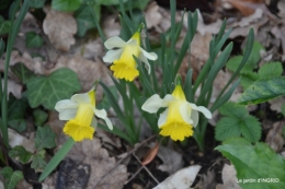 paillage,primevères,jonquilles,jardin 029.JPG