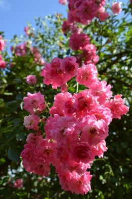 jardin,potager,roses,sauges 102.JPG