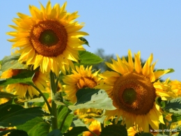 mamouth Audrix,Limeuil,tournesols,phlox,cygnes 066.JPG