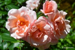 le jardin de Frescati,roses 069.JPG