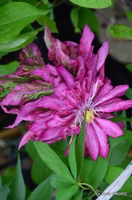Fouleix,marguerites,hostas 082-001.JPG