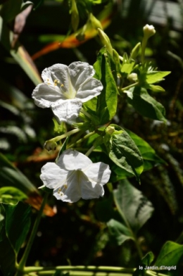 jardin,asters,fleurs blanches,chatte,rosiers roses 021.JPG