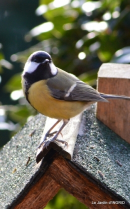 les oiseaux,les poules d'eau 037.JPG