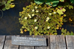 les jardins d'eau de Carsac 172.JPG